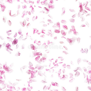 花瓣 重复 微风 花儿 自然 粉红色 春天 浮动 悬停 花的