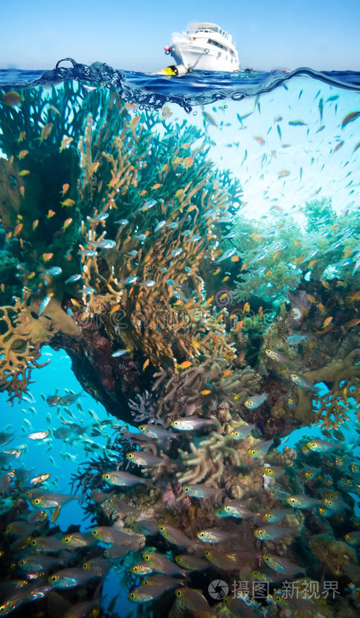 多彩的水下珊瑚礁和海绵