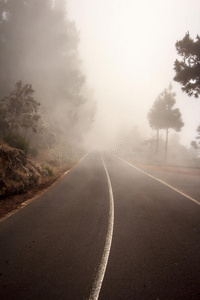 森林中的雾路，雾林中的街道