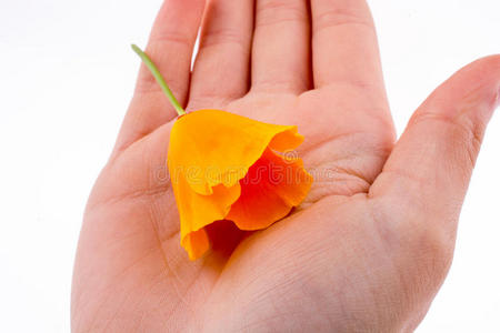 手拿着一朵橙色的花