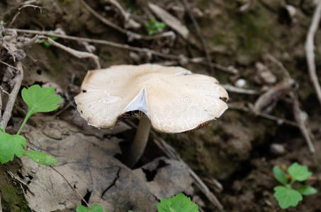 褐色蘑菇