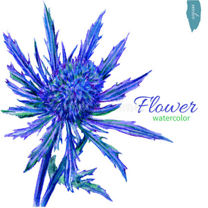 蓝色花，水彩插图隔离在白色背景上，矢量手绘插图。 花卉设计