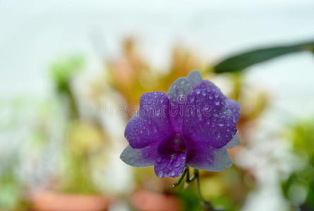 木材 花瓣 盛开 花粉 兰花 分支 紫罗兰 开花 植物 自然