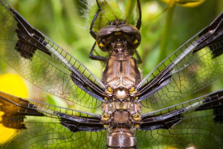 身体 眼睛 飞行 自然 春天 捕食者 夏天 动物 害虫 蜻蜓