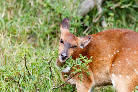 公园 兽群 南方 自然 羚羊 口渴 哺乳动物 非洲 储备