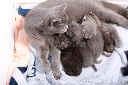 最近 小猫 纯种 孩子们 毛茸茸的 宝贝 繁殖 动物 喂养