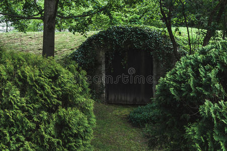 神秘的 地窖 古老的 冒险 岩石 围绕 地牢 植物 地面