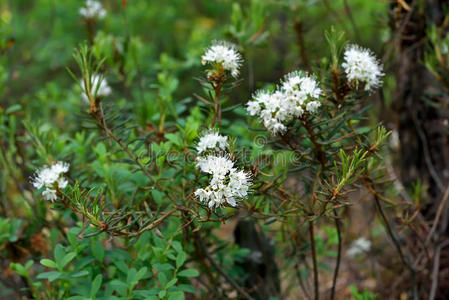 植物 草药 灌木 草本植物 分支 杜鹃科 森林 特写镜头