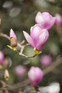 粉红色木兰花