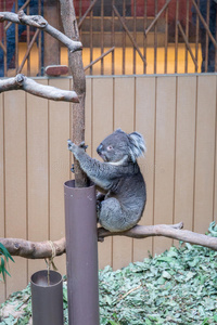 耳朵 内地 有袋动物 可爱的 澳大利亚 松弛 桉树 食物