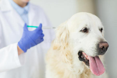 关闭兽医在诊所给狗做疫苗