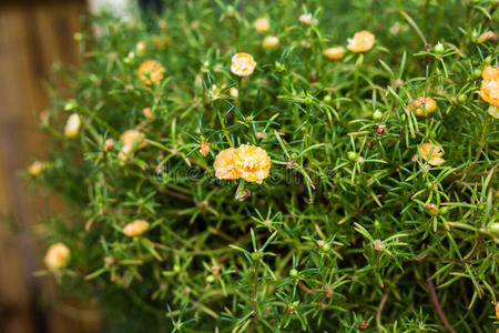 植物区系 绿色植物 花的 招呼 善待动物组织 散焦 花束