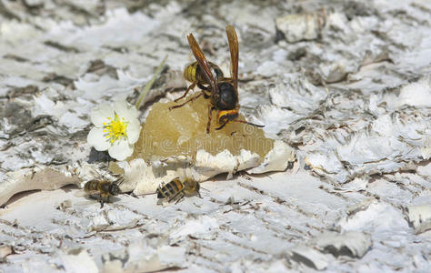 动物 复合 夏天 船坞 特写镜头 危险 大黄蜂 害虫