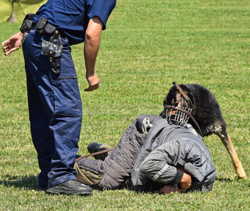 警犬在行动