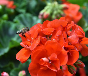 蜜蜂飞向红花