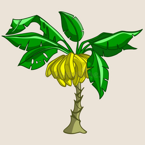 香蕉树图片-香蕉树素材-香蕉树插画-摄图新视界