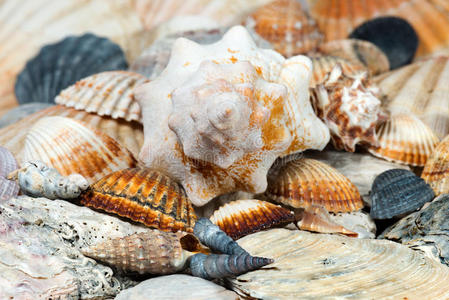 特写镜头 贝壳 物体 动物 海螺 生物学 地中海 变模糊