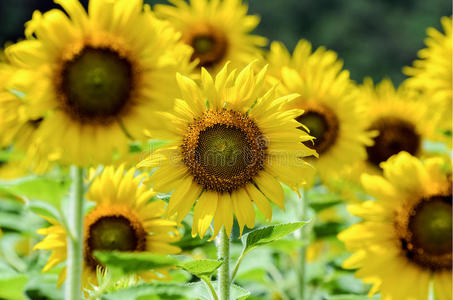 生长 自然 植物 大喊 农业 花的 领域 夏天 草地 农场