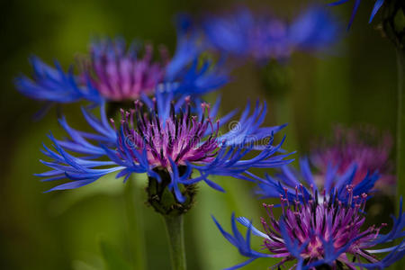矢车菊青色图片