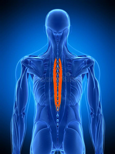 艺术品 脊柱 插图 人类 后面 健身 肌肉组织 生物学 系统