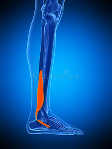 健身 踝关节 科学 生物学 健康 肌肉组织 人类 身体 插图