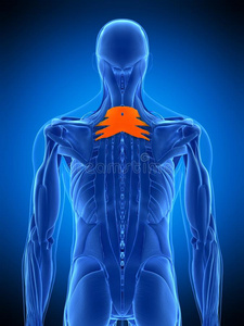 肌肉 解剖学 男人 健康 健身 脊柱 插图 致使 科学 沙雷氏