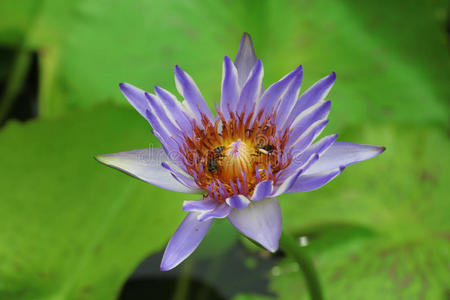 盛开 公司 粉红色 莲花 自然 美丽的 植物 植物区系 池塘