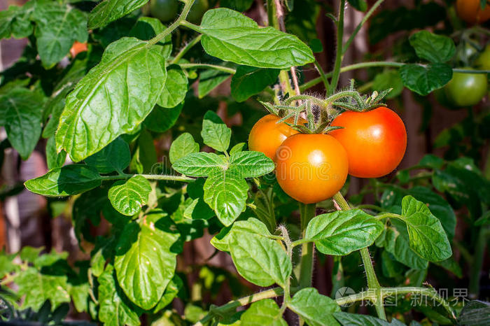 温室中生长红色番茄