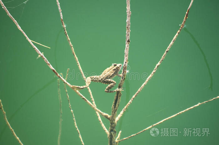 两栖动物 特写镜头 青蛙 动物 自然 蟾蜍 沼泽 野生动物