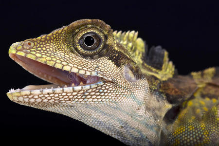 蜥蜴头干嘛大角头蜥(角头蜥蜴)照片