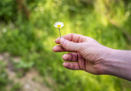 手拿着一朵雏菊花