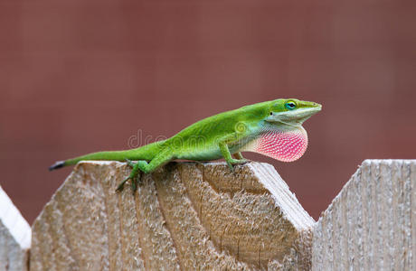绿蜥蜴(anolis carolinensis)照片