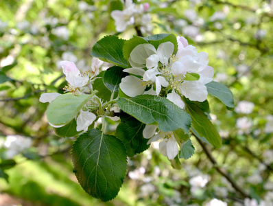 开花的苹果树房子的树枝MalusHomesticaBorkh。 