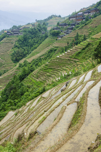 桂林 风景 美丽的 乡村 食物 瓷器 种植园 吸引力 文化