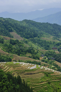 里克 农场 成长 作物 农民 文化 种植园 培养 亚洲 领域