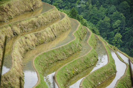 种植园 国家 乡村 作物 栽培 收获 桂林 农民 培养 生长