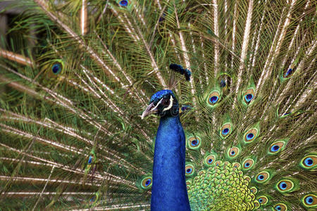 展览 美丽的 孔雀 颜色 多种 自然 野生动物 优雅 野鸡