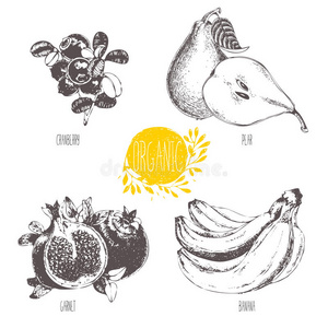 绘画 标签 水果 食物 照片 自然 准备 香蕉 晚餐 蔓越莓