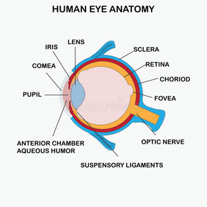 人眼的解剖。