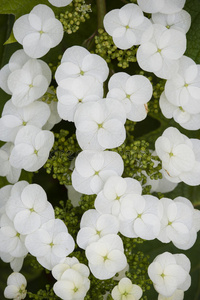 植物 绣球花 公司 花瓣 开花 特写镜头 季节 自然 春天