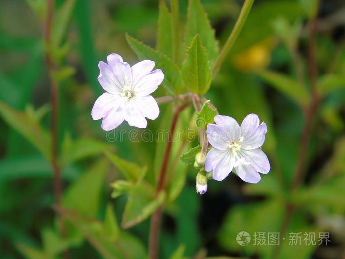 开花 栅栏 小屋 满的 水果 光荣 深的 个人 篮子 萌芽