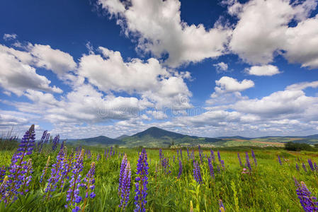 山里的风景