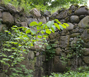 绿色植物在旧石墙上特写