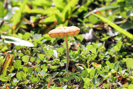 真菌 毒蕈 苔藓 季节 自然 蘑菇 香菇 牛肝菌 帽子