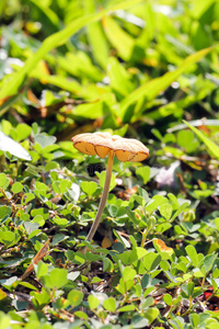 秋天 香菇 自然 成长 季节 真菌 毒蕈 帽子 牛肝菌