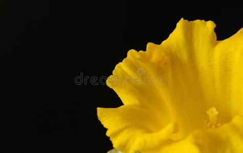 盛开的黄水仙花的特写