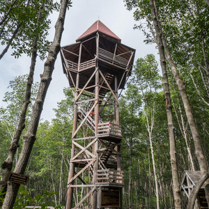 栖息地 植物 公园 自然 土地 风景 植物区系 储备 树叶