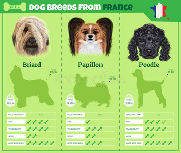 狗从法国繁殖狗品种的信息图表类型