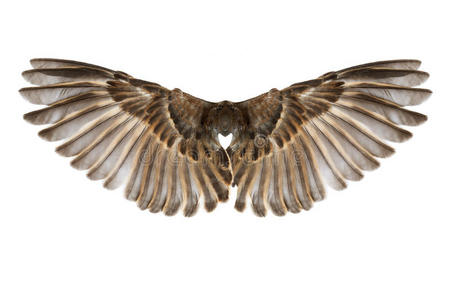 鸟翅膀隔离在白色上照片