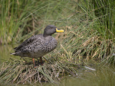 野鸭蓝脚鲣鸟6蹼足大西洋海雀着色书鹅岩石上的鹈鹕2海象粉红火烈鸟蓝